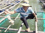 Trà Vinh: Thử nghiệm nuôi hàu Thái Bình Dương